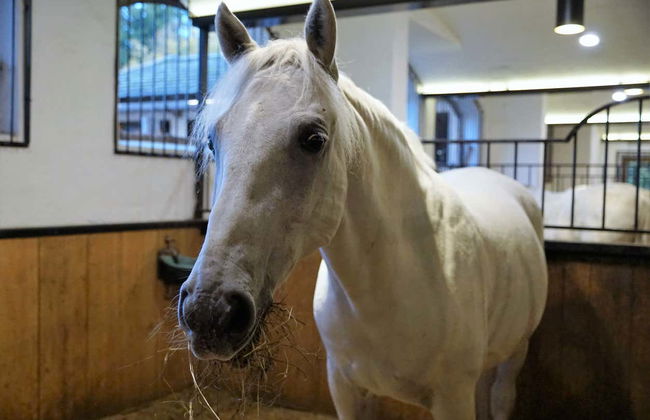 Lipica & Skocjan Caves Day Trip - Photo 4