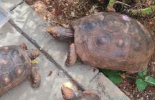 Escarpas do lago Mirante AP - Foto 35