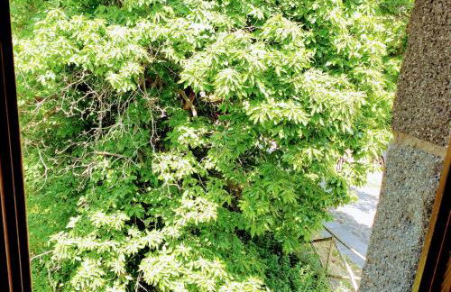 Bosco Ciancio - Foto 142