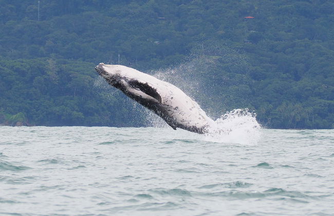Avistamento de cetáceos no Parque Nacional Marino Ballena - Foto 1