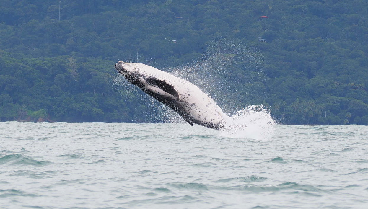 Whale Watching in Marino Ballena National Park - Foto 1