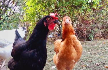 Gemütliches Studio-Apartment in Ostseenähe - Cosy Wulfi - Photo 26