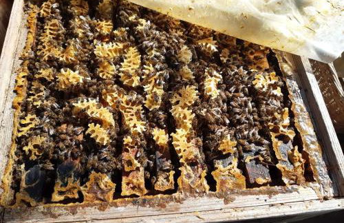 Rosenhof Broggingen - Foto 11