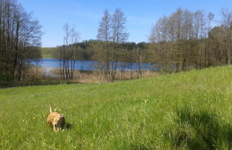 Pod tulipanem nad jeziorem - Foto 40