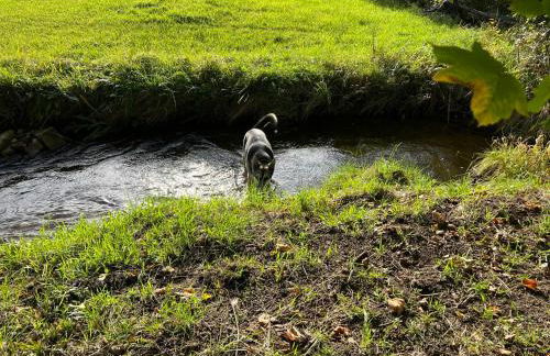 Häusle in der Tannenmühle - Foto 34