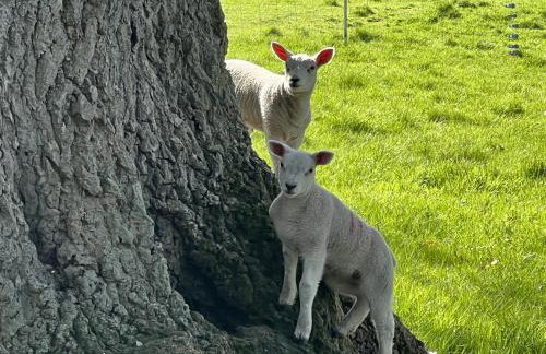 Walled garden cottage - Foto 17