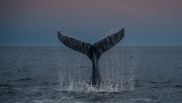La coda di una balena che si tuffa
