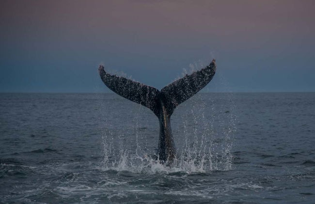Avistamiento de ballenas en Knysna - Foto 5