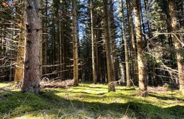 Haus im Schwarzwald - Photo 32