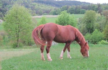 Bergfeldhof - Photo 15