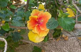 Casa Ibiscus - Foto 6