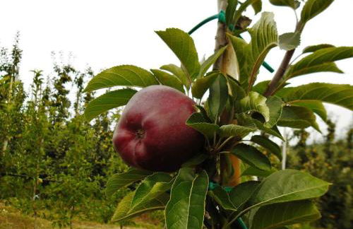 Agritur Leita - Foto 69