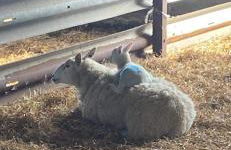 Glengolly Getaways - Foto 13