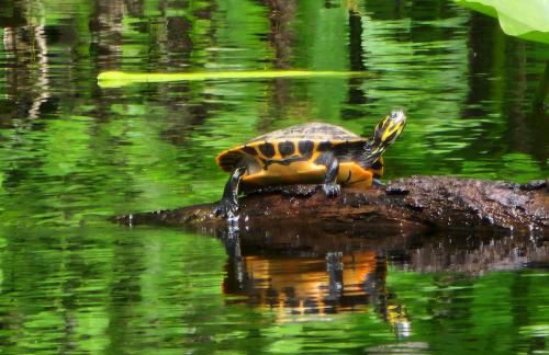 Wise Owl Retreat on the River - Foto 32