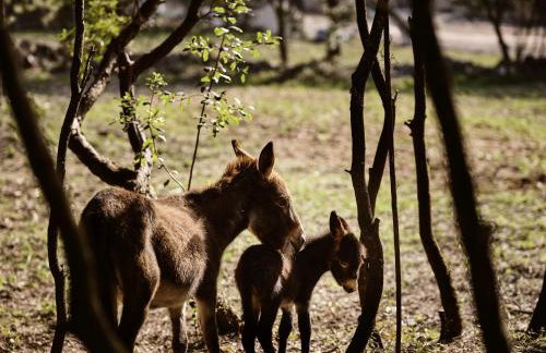 Alkis Farm and Residence - Foto 57