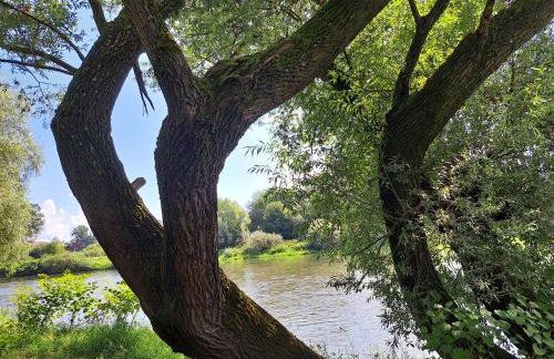 Wielgosówka - Foto 34