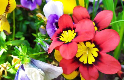 BHH Appartamento Signorini Bologna -wwwbolognaholidayhomecom- Parcheggio Riservato e Giardino - Holiday House Bologna Garden Parking - Foto 40