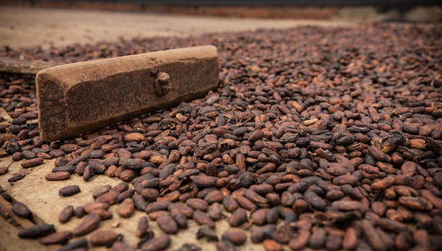 Day Trip to a Cocoa Farm - Photo 3