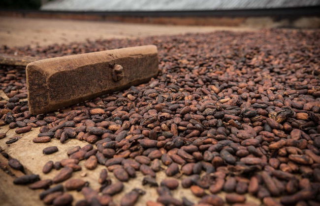 Day Trip to a Cocoa Farm - Photo 3