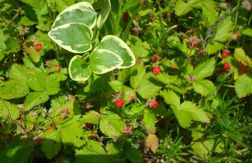 House Petra - Foto 22