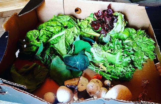 Secluded Converted Horsebox Retreat in Welcombe - Photo 16