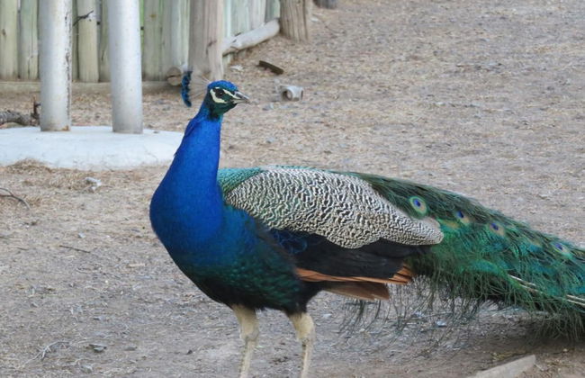 Olive Grove Guest Farm - Foto 31