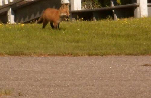 Private Cabin on 1.7 acres w/ Fireplace White Mtns - Photo 16