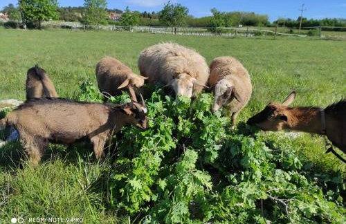 Golden Valley apartment & ranch - Foto 32