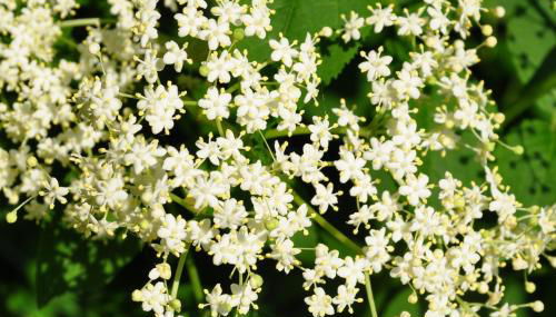 Holunderhaus - Foto 4