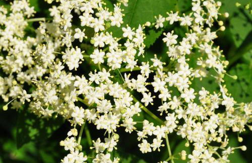 Holunderhaus - Foto 4