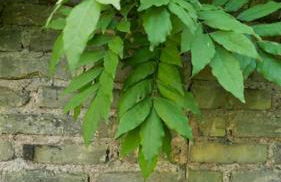 Apartement Strasbourg entre hypercentre et verdure - Foto 9