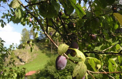 Natur-Aktiv-Hof Thiem - Foto 23