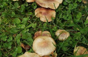 Ca l'Avet - Photo 28