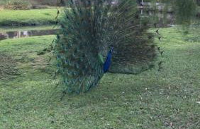 Polo Hotel Fazenda - Foto 72