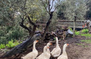 Villa Casina dell'Etna - Foto 62