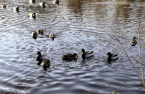 Private Modern 1st Flr 3 Bed Apt Close to Downtown - Foto 40