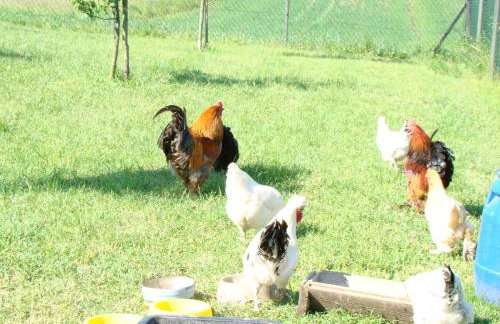 Pokoje Przy Kominie - Foto 20