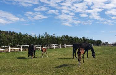 Agroturystyka BM Horse - Photo 16