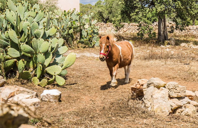 Finca Agroturismo Sa Cova den Borino - Foto 80