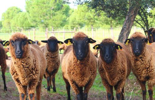 Sesmarias Turismo Rural & SPA - Foto 30