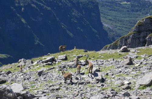 Résidence Les Chardons Argentés - Foto 25