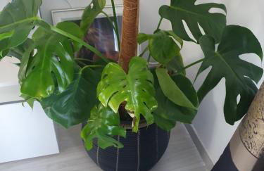 Maison Rosy - Foto 25