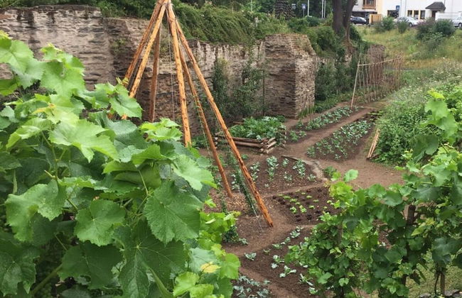 Uitzicht op de Pellenz - Foto 28