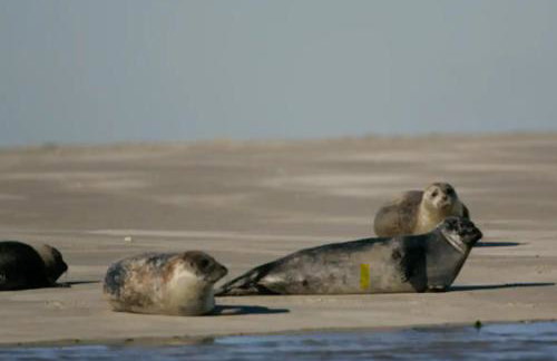 Le bon coin en Baie de Somme - Foto 20