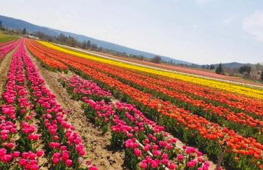 villa luxueuse en Provence, Luberon - Foto 41