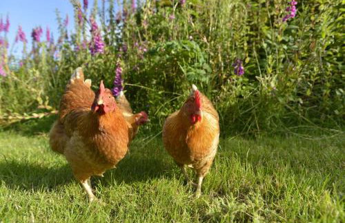 Dandelion Cottage, Amroth - Foto 18