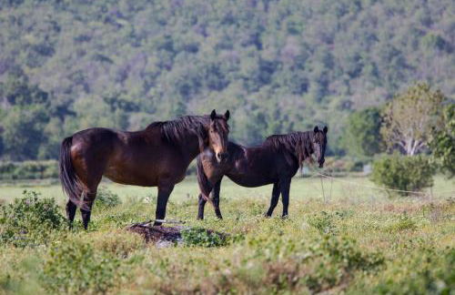 Agriturismo Podere Pizzicagallo - Foto 38