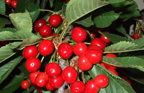 Agriturismo Cascina Rossano - Foto 50