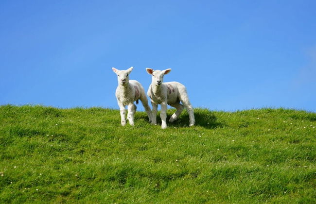 Grandpa Hans Modern Retreat - Foto 20