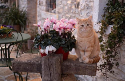 Agriturismo Casaborgomarche - Foto 8